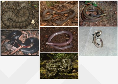 snake images