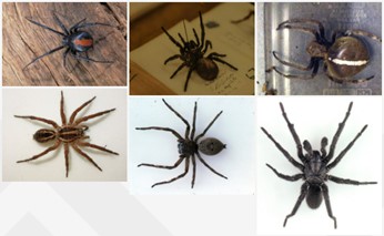 arthropod, invertebrate, spider, acarine images